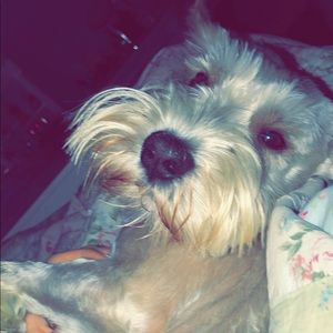 Meet your Posher, Sophia